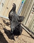12 Fertilized Hatching Eggs     Ayam Cemani     Rare Breed