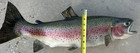 Large Rainbow Trout 23 Wall Mount Beautiful Fish Small Dinged Fin Man Cave Decor