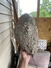 Wasp Nest Hornets Paper Wasp Bee Hive Nest Real Fragile 17   