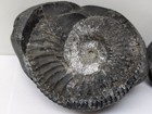 Saligram Shaligram Ammonite Fossils From Himalayan Mountains Nepal 441 Grams