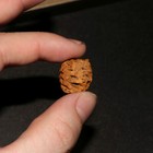 Meta Sequoia Pine Cone Fossil - Hell Creek Formation Cretaceous  - Wonderful