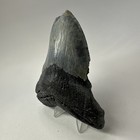 Megalodon Shark Tooth 4 65 Inch - Authentic - Natural Fossil - Carolina 20055