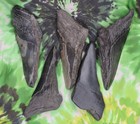 Megalodon Sharks Teeth 5 No Restorations Fossil Sharks Teeth Tooth