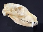 African Aardwolf Skull   Larger Then Record Book 5 5 Inch   Xxl Hyena Skull