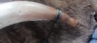   awesome Old  Louisiana Folk Art Dog Horn Blowing Horn  Old Time Hunting Horn  