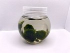 Marimo Moss Ball Assorted Sizes - You Choose   check Desc For Details 