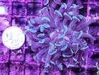 Wysiwyg Mint Green 1 Head Branching Hammer Coral Frag Nice Size Free Shipping 