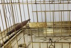 Antique Orig  Victorian Otto Lindemann Brass Birdcage   Gallery Guard Rare C1890