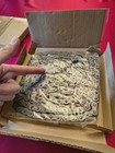 Dayton Roller Chain 2ydw7 Size 50 10ft New Gs1
