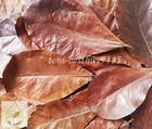 Big Size 9  X 15 Pcs Ketapang Catappa Indian Almond Leaves Shrimp Betta Discuss
