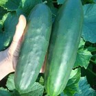 Marketmore 76 Cucumber  Slicing  cucumis Sativus  Vegetable Seeds  High Yields