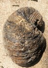 Texas Fossil Bivalve Exogyra Ponderosa Huge Cretaceous Dinosaur Age Oyster 