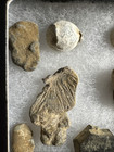 Civil War Relics Dug Up At Union Battle Of Bull Run Manasses  Va