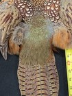 Rooster Ringneck Pheasant Skin 2 Wings Tail Fly Tying Materials Craft Feathers
