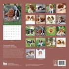 July 2025- December 2026 Cavalier King Charles Spaniel Wall Calendar 18 Month