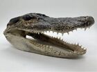 Genuine Taxidermy Alligator Heads 5 To 7 Inch