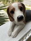 Vtg Sandicast Reclining Beagle Dog Figurine Sandra Brue 1985 186 Resin 10  Long