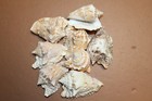 Hawkwing Seashells craft Shell  Supply beach Decor-beach Art collectible  Ss-351