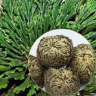 Faicoia 4 Pack Rose Of Jericho 3-4 Inches To 5-7 In Diameter  Green