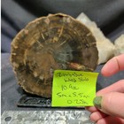 Zimbabwe Petrified Wood Slab Specimen  10 9oz 
