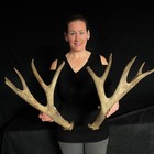 Mule Deer Antlers Antlers Taxidermy Antler Horn Elk Moose Horn  224