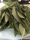 1 2 Pound Aprox  Fresh Eucalyptus Leaves 8 Onz Free Shipping 