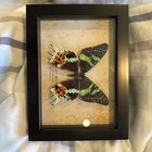 Sunset Moth Urania Madagascarensis Real Framed Madagascar Butterfly Taxidermy