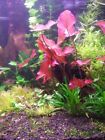Buy 2 Get 1 Free   Tiger Lotus  nymphaea Zenkeri  Lily   Live Aquarium Plants