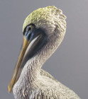 1991 Castagna  pelican Standing On A Rocky Base  Figurine - Made In Italy