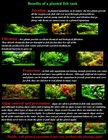2  Easy Live Aquarium pond Plants -red Alternanthera   Java Fern Buy2 Get1 Free 