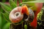 10 Live Ramshorn Snails Pink Blue Freshwater Aquarium Exotic Snail Pack