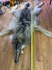 Wolf Pelt  Xx-l  83  Tanned Alaskan Wolf Pelt  Thick  Prime Fur  Free Shipping