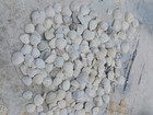 Large Lot - 250  Authentic Lucinisca Calhounensis Fossil Shells