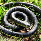 3 Pieces Rubber Snakes Realistic Large Lifelike Fake Toys Plastic Garden Snake 