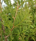 200  American Arborvitae Seeds     White Cedar     Thuja Occidentalis Tree Seeds