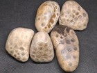 Petoskey Stone Lot Unpolished Natural Lake Michigan Hexagonaria Fossil Coral
