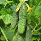 100 Cucumber Seeds Sv 4097 F1 Seminis Monsanto Netherlands Gherkin                          