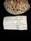 Cypraea Tigris Charming Color 68 01mm Indonesia F    2021  e048 