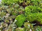 Live Fairy Garden Moss Assortment For Terrarium Vivarium 6x9 Ziplock Greenfresh