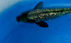 8in Ginrin Soragoi 14m5u  Huge Koi Japanese Imported Live Koi Fish    Huge Koi