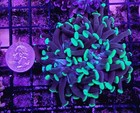 Wysiwyg 2 Head Purple Green Tip Branching Hammer Coral Live Frag - Free Ship