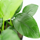 Buy2get1free Anubias Nana Potted Live Aquarium Plant Freshwater For Fish Tank