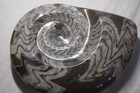 Gonioclymenia Devonian Prehistoric Moroccan Ammonite Fossil From Santa Fe Home