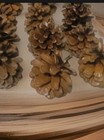 Midwestern Pine Cones -20 Count