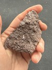 Hyneria Tooth Fossil In Matrix Late Devonian Red Hill Pennsylvania F23
