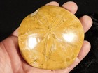 Big  Polished 150 Million Year Old  Sand Dollar Fossil Madagascar 197gr