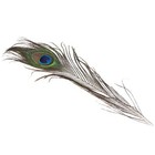 100pcs Natural Peacock Feathers With Eye Peacock Tail Feathers