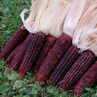 Bloody Butcher Corn Seeds   Heirloom   Non-gmo   Free Shipping   Seed Store 1112