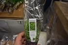 6 Pots Of Micranthemum Monte Carlo   Aquarium Aquascaping Planted Tank Rare 
