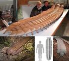 Rare Beautiful Armour Segment   Leg Part Of Giant Millipede Fossil Arthropleura